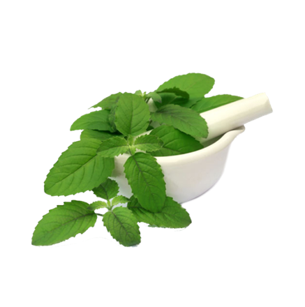Adulsa (Adhatoda vasica)