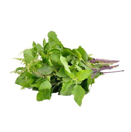 Tulsi (Ocimum sanctum)