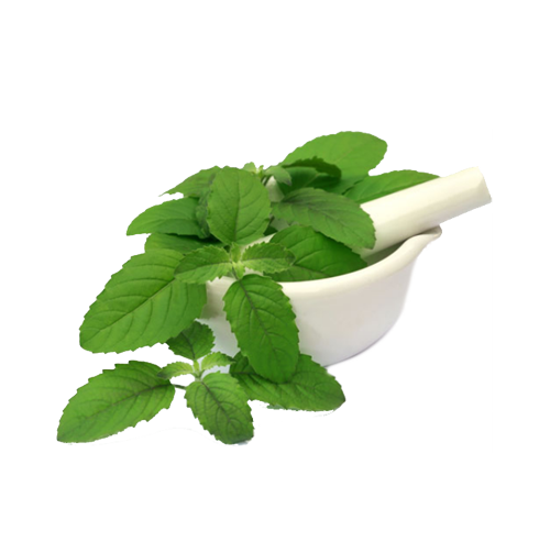 Fresh tulsi leaves with a mortar and pestle
